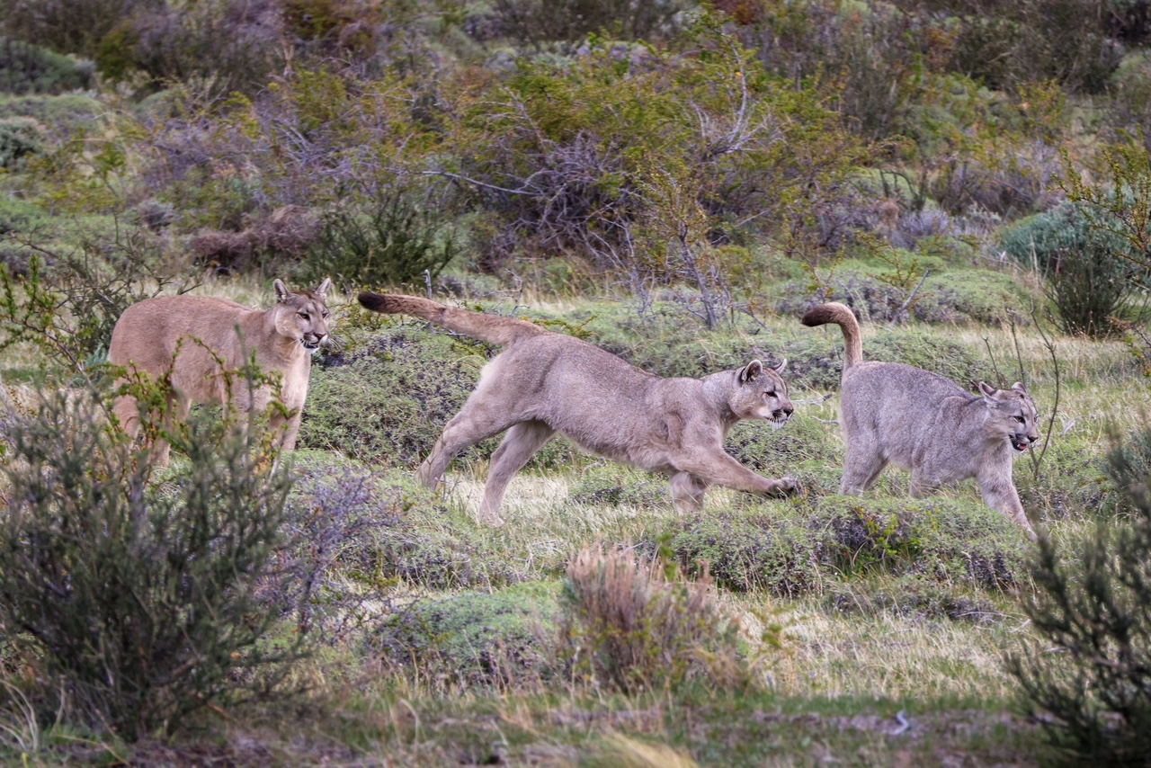 Puma Patagónico