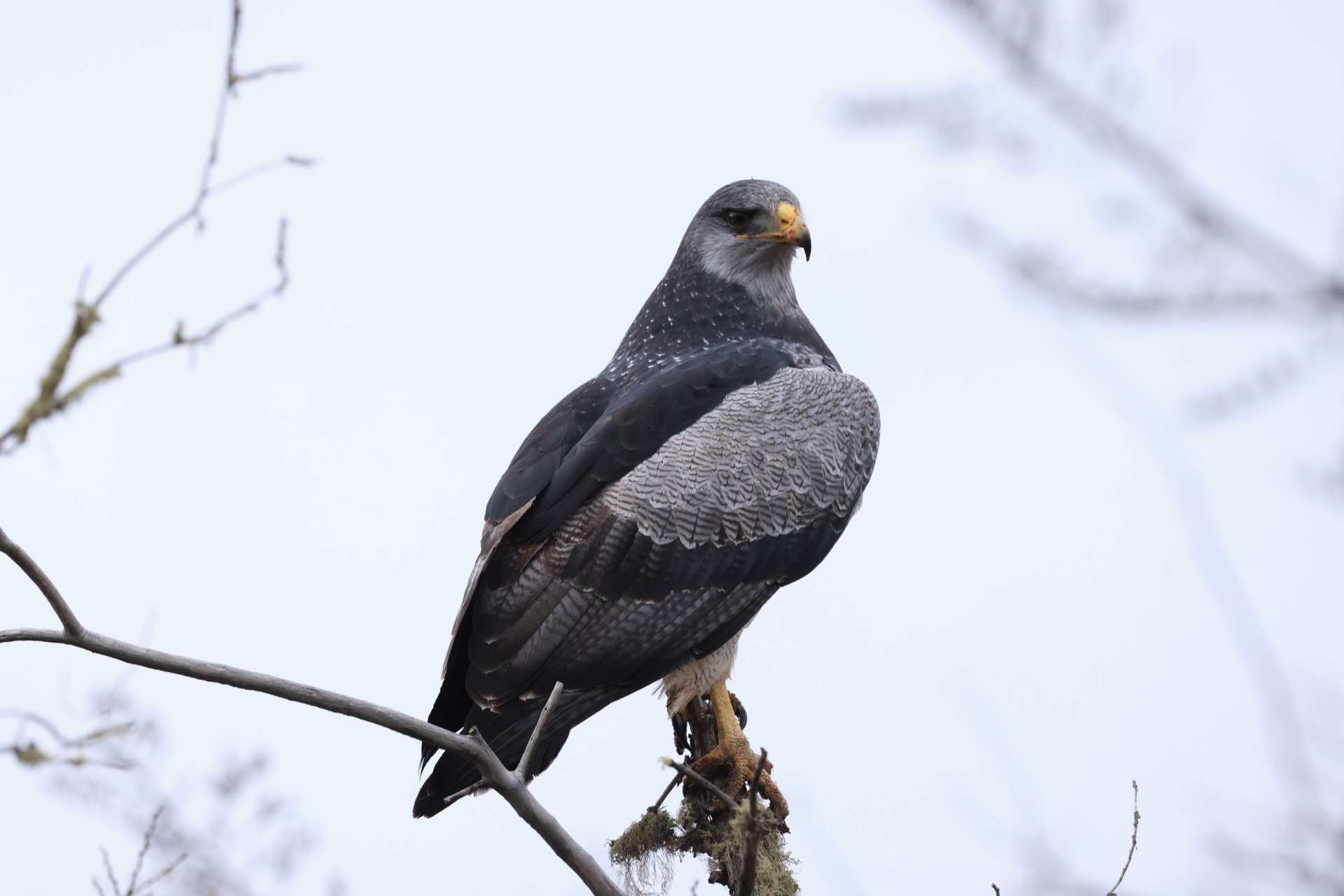 Aguila